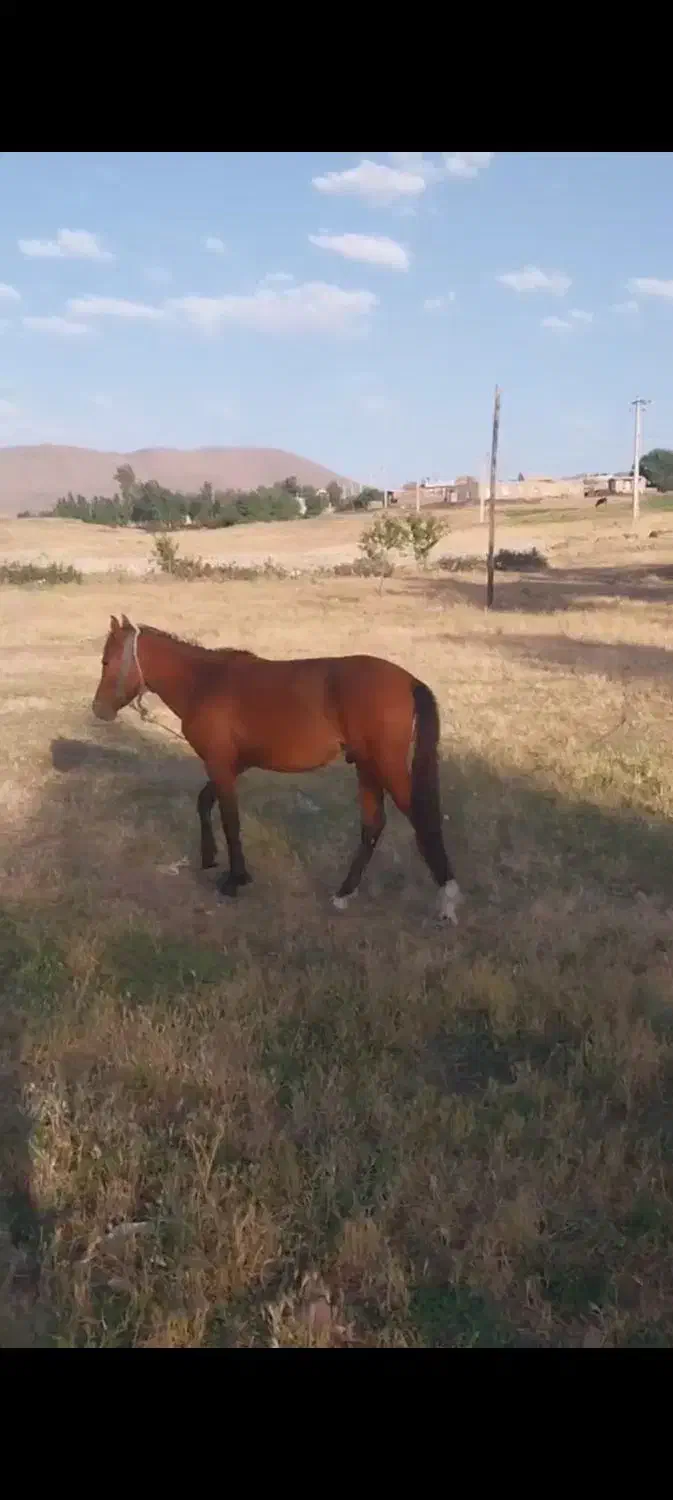 اسب نریان|اسب و تجهیزات اسب‌سواری|اردبیل, |دیوار