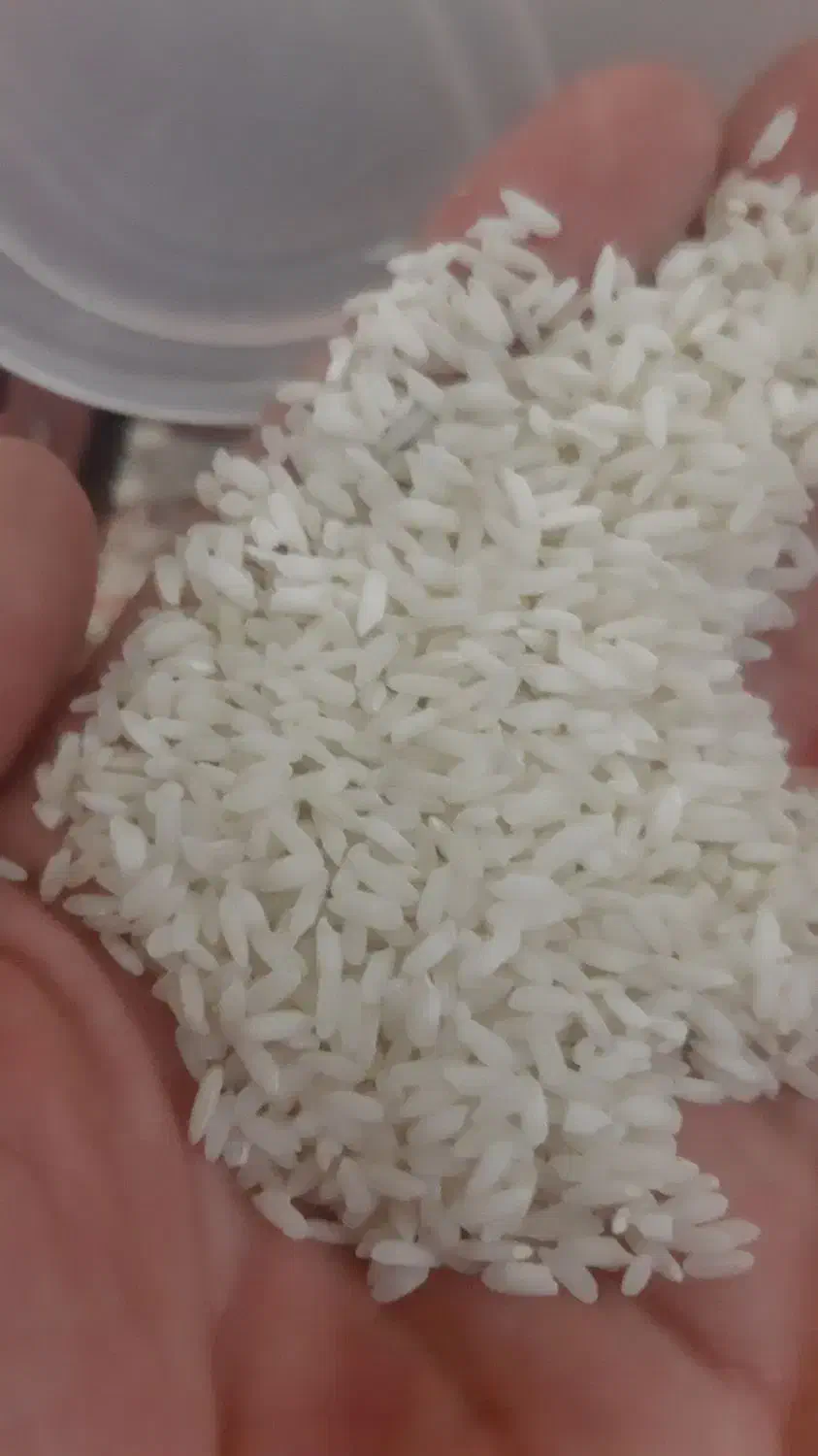 برنج محلی سرخه چمچمال با عطرو قد بینظیر|خوردنی و آشامیدنی|صحنه, |دیوار