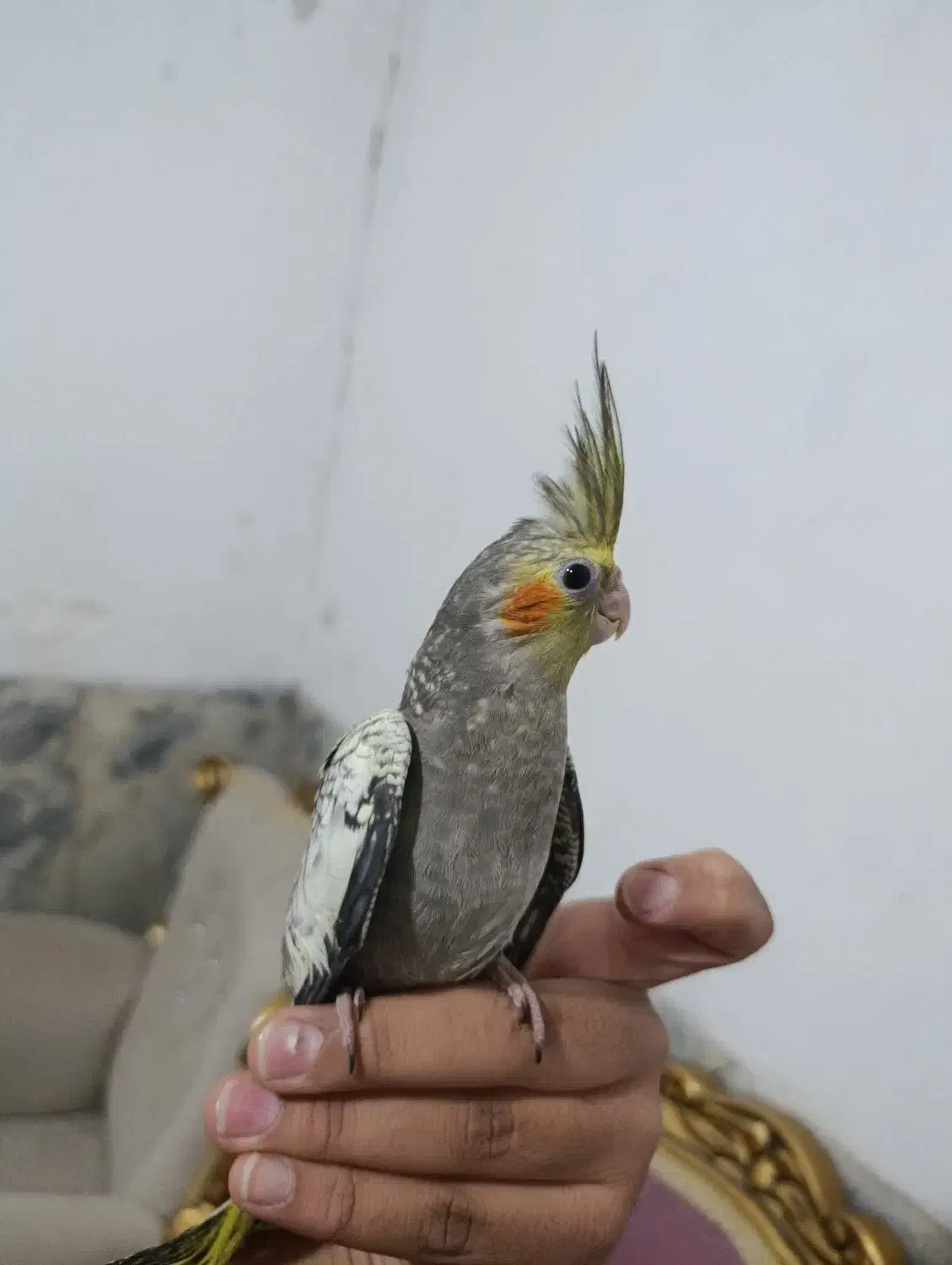 عروس هلندی فول دستی|پرنده|زاهدان, |دیوار