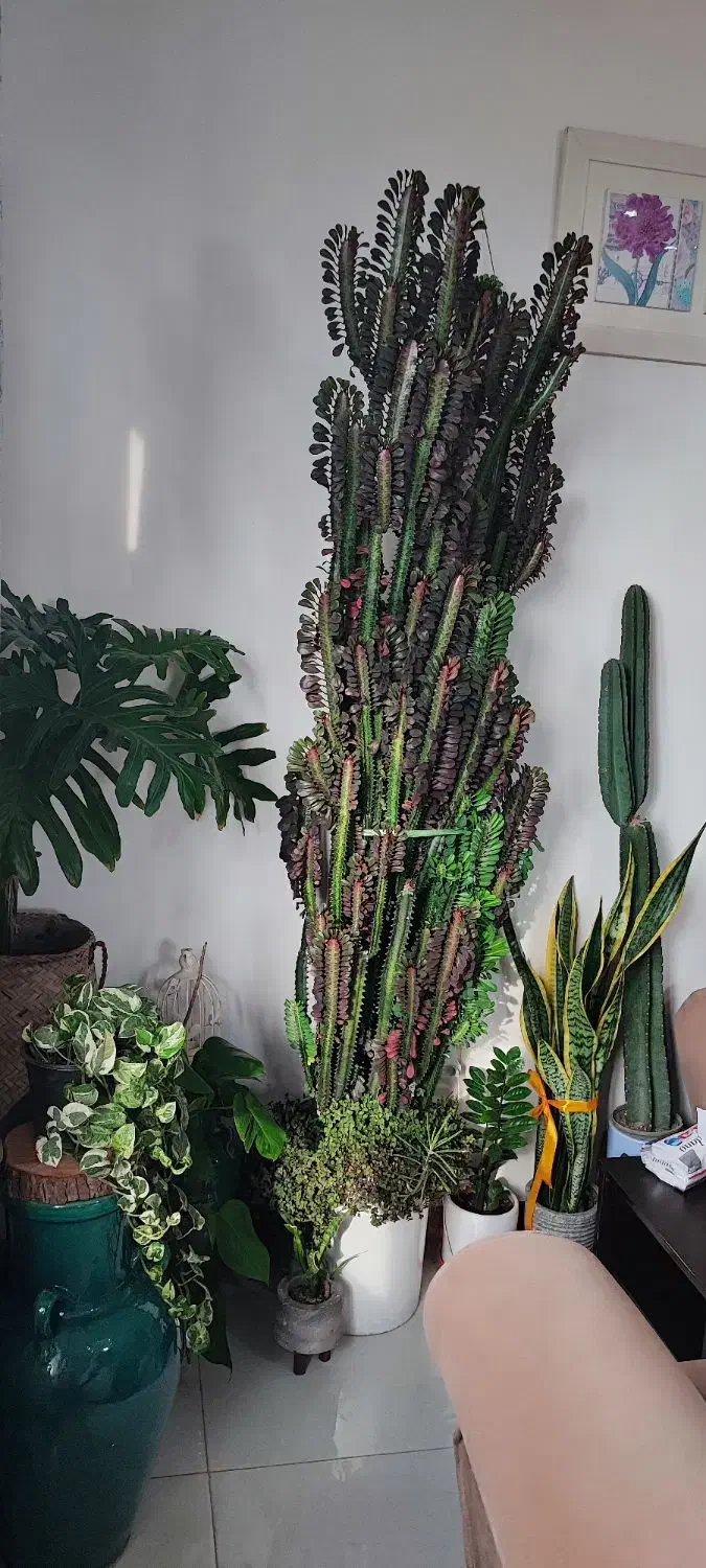 افوربیا قرمز|گل و گیاه طبیعی|رشت, کوی بیانی|دیوار