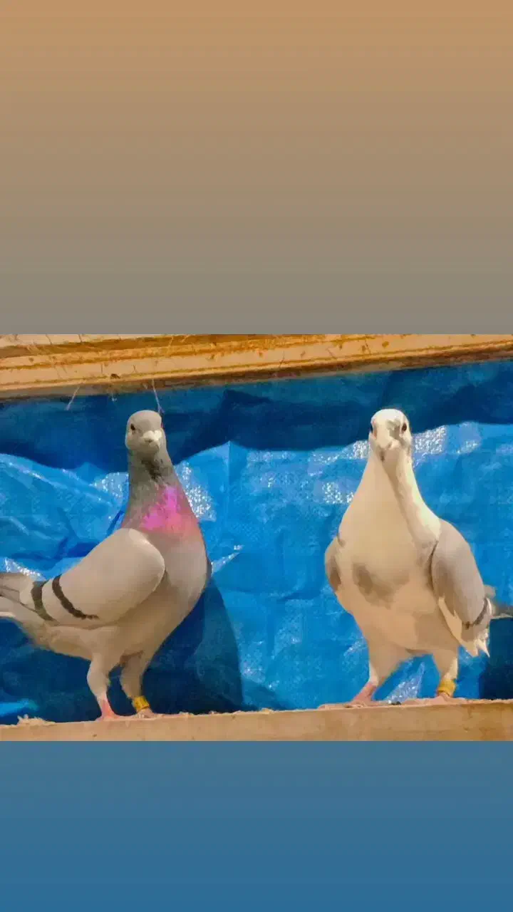 نر ماده دهن خورده شجر دار نسل قهرمان|پرنده|گرگان, |دیوار