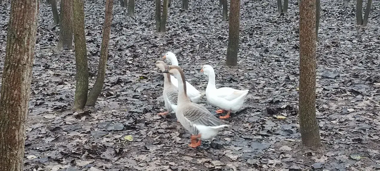 غاز|حیوانات مزرعه|رشت, شهریاران|دیوار