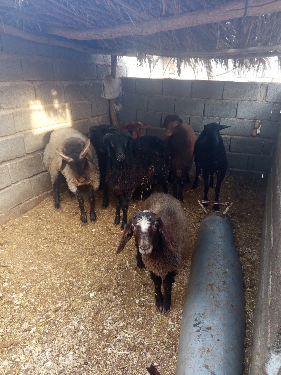 قصابی بره نر و کهره نر|حیوانات مزرعه|داراب, |دیوار