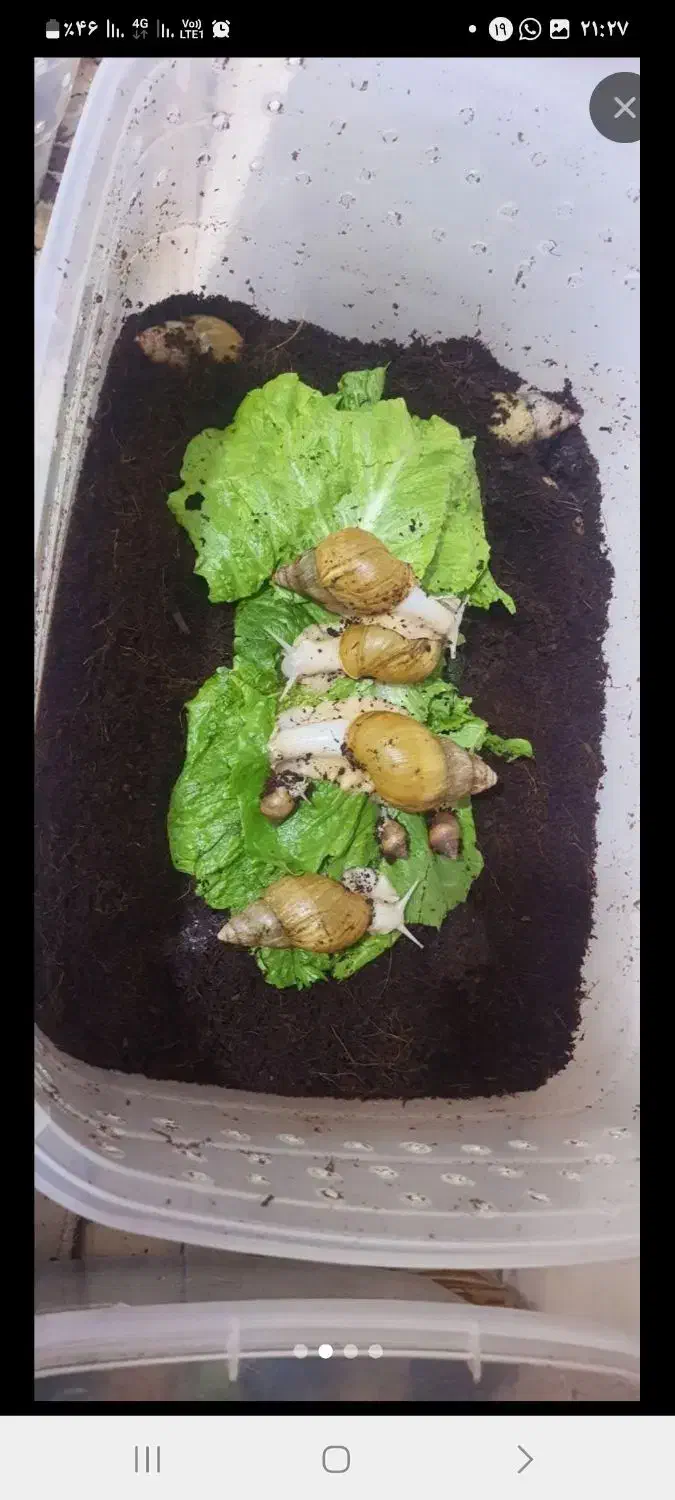 حلزون کلاژن ساز اچانتیا|خزنده|بندرعباس, |دیوار