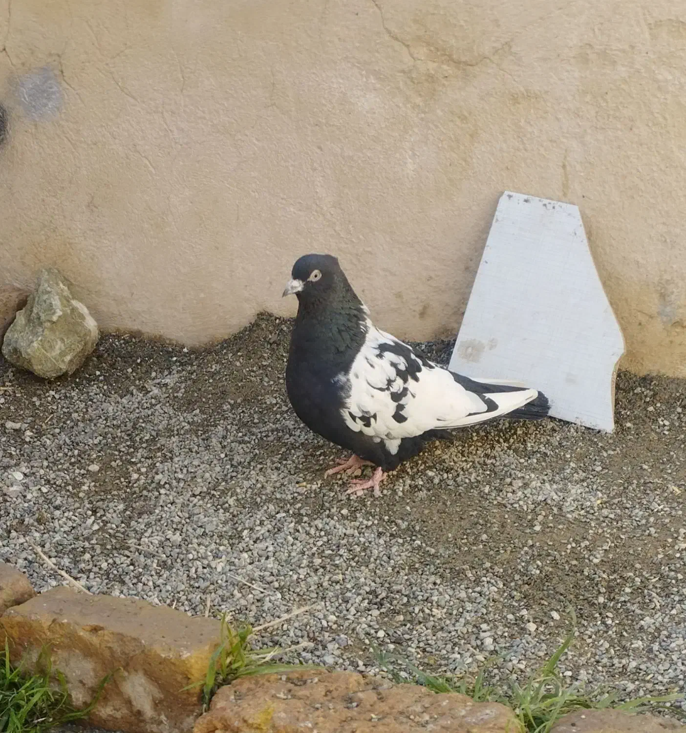 کفتررنگی|پرنده|ماهدشت, |دیوار