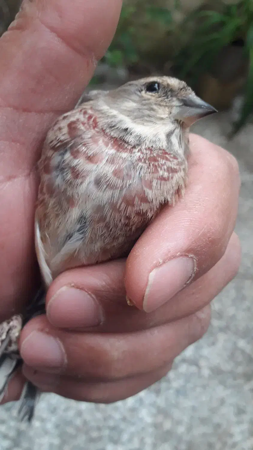 سهره سینه گلی|پرنده|رشت, رودبارتان|دیوار