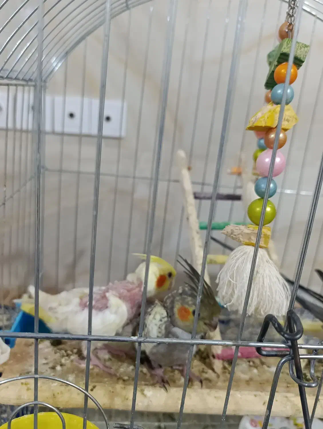 جوجه عروس هلندی|پرنده|آشخانه, |دیوار