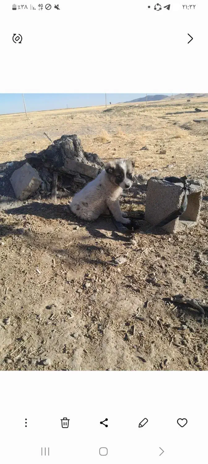 ۱۱۱|سگ|هفدر, |دیوار