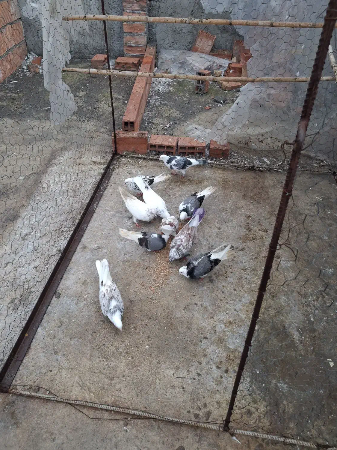 سلام دوستان عزیز چند تا کبوتر غریب خوب|پرنده|ساری, |دیوار