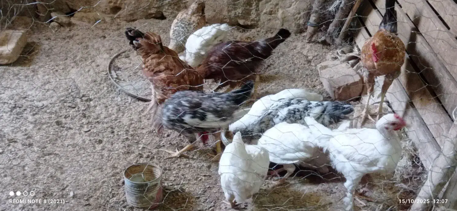 مرغ تخم گذار و جوجه مرغ بزرگ|حیوانات مزرعه|کوهدشت, |دیوار