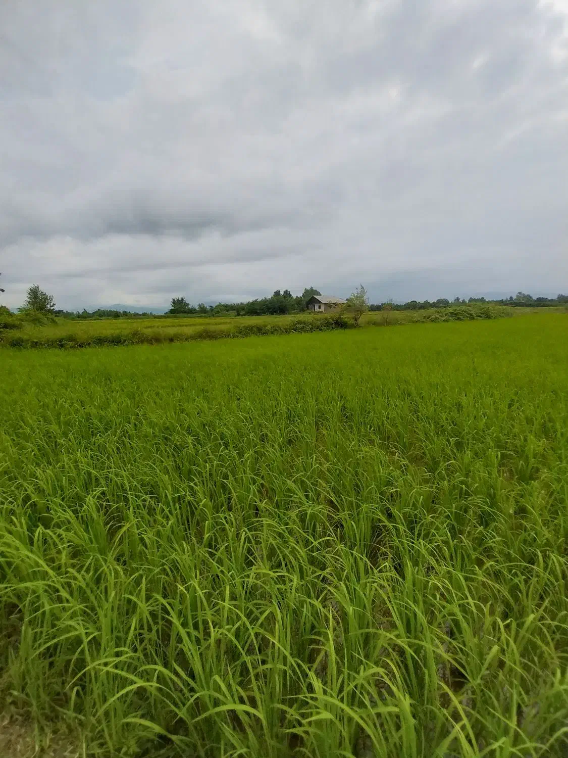 فروش۳هکتار/زمین شالیزار کشاورزی/یه تیکه/مرغوب/شفت|فروش زمین و ملک کلنگی|شفت, |دیوار
