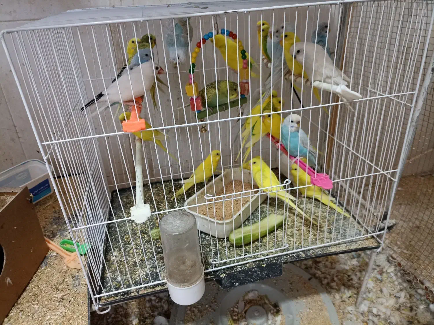 عروس هلندی مرغ عشق قناری کوتوله فنچ گرین چیک|پرنده|خواف, |دیوار