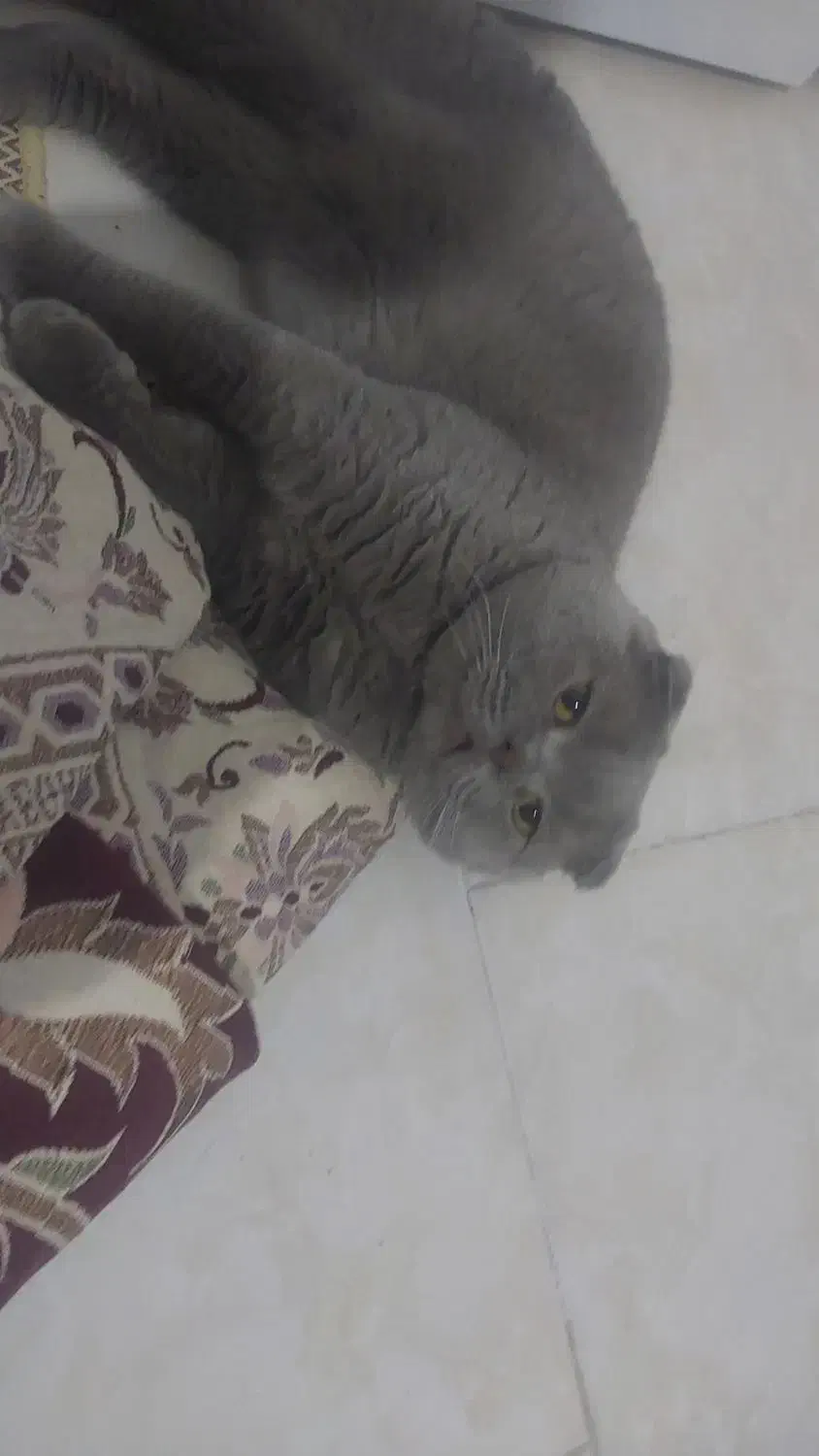 سه گربه اسکاتیش بلو و بلو پوینت|گربه|تهران, استاد معین|دیوار