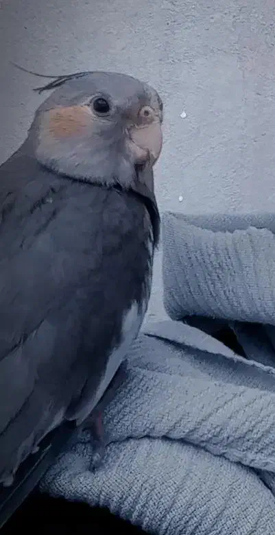 گمشده|حیوانات|سبزوار, جهاد کشاورزی|دیوار