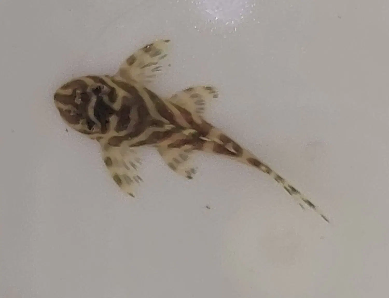 ماهی پلکو L333|ماهی|شیراز, شهرک مفتح|دیوار