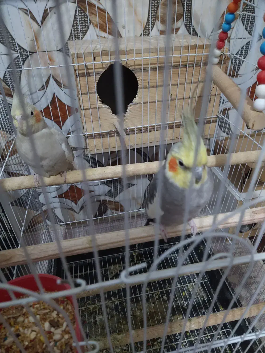 عروس هلندی جفت یک قلیون تنه چوبی دارم|پرنده|چهارباغ, |دیوار