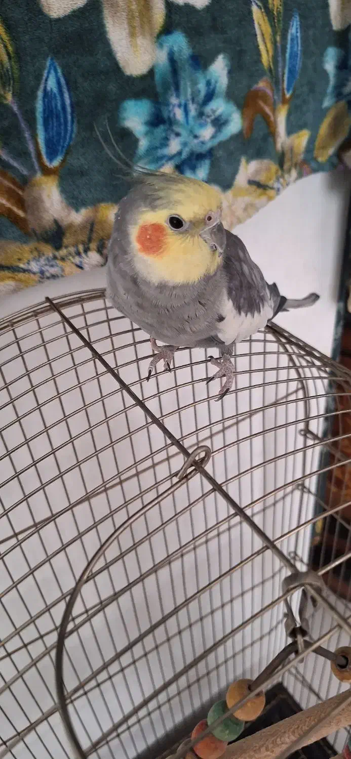 عروس هلندی گمشده|حیوانات|مشهد, جاهد شهر|دیوار