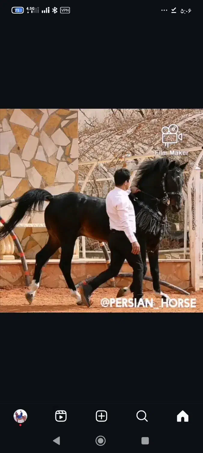 کره مادیون 26ماهه کره هارای|اسب و تجهیزات اسبسواری|ساوه, |دیوار