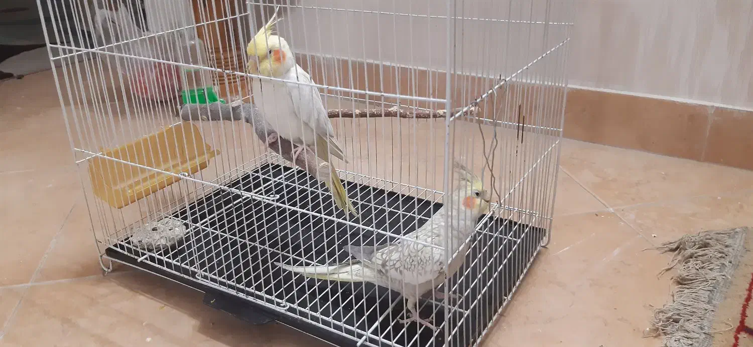 عروس هلندی  دو عدد|پرنده|مشهد, فردوسی|دیوار