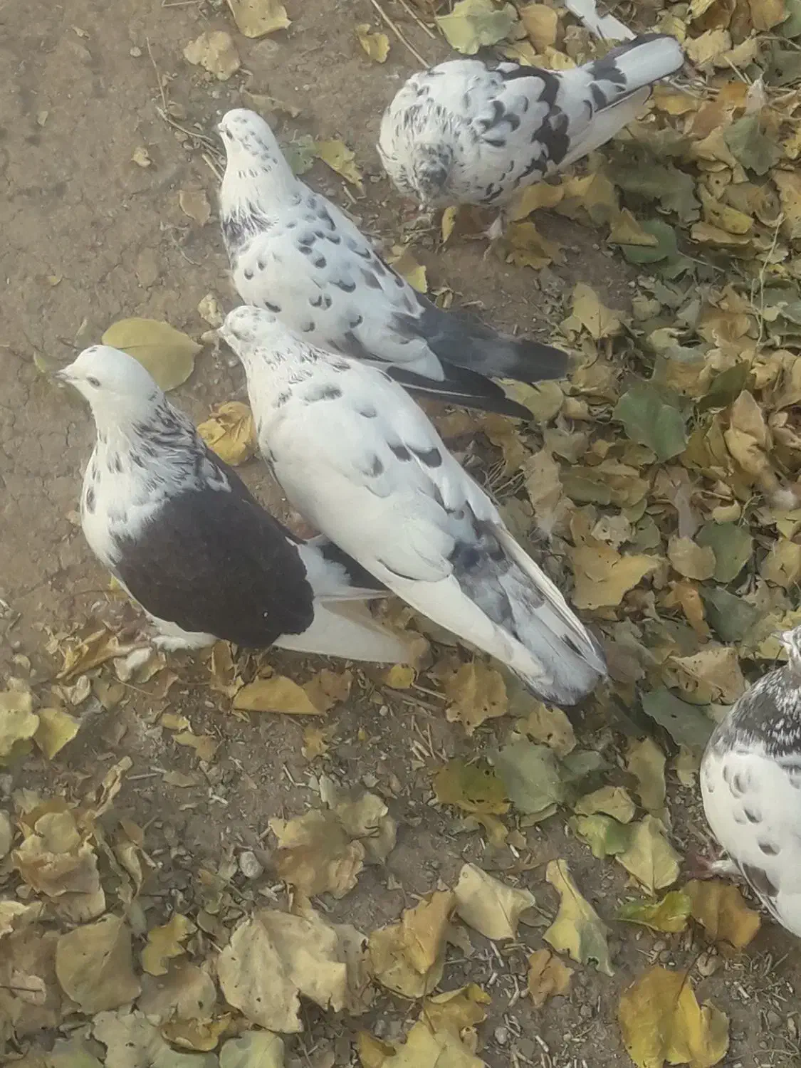 کبوتر|پرنده|باغ حلی, |دیوار