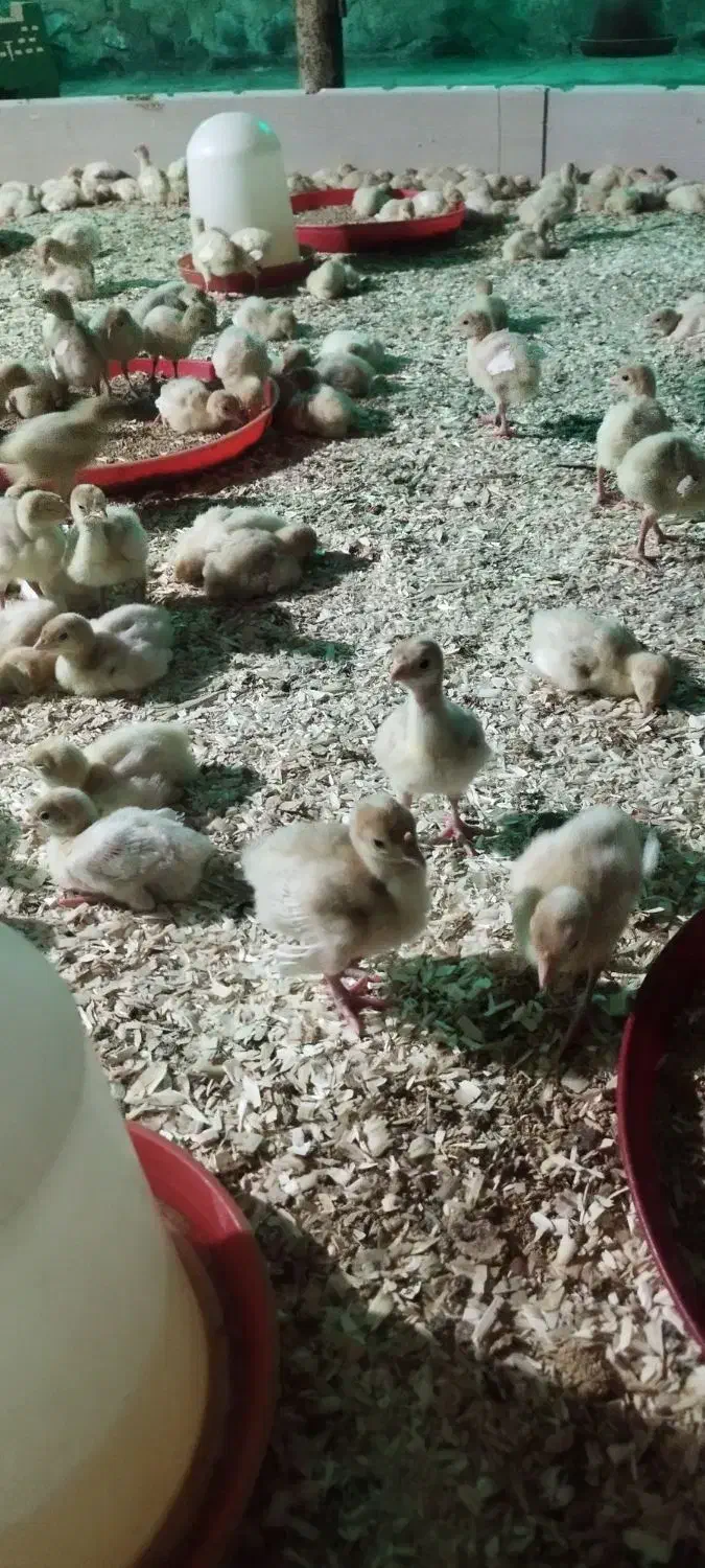 جوجه بوقلمون بیوتی|حیوانات مزرعه|سبزوار, امیر کبیر|دیوار