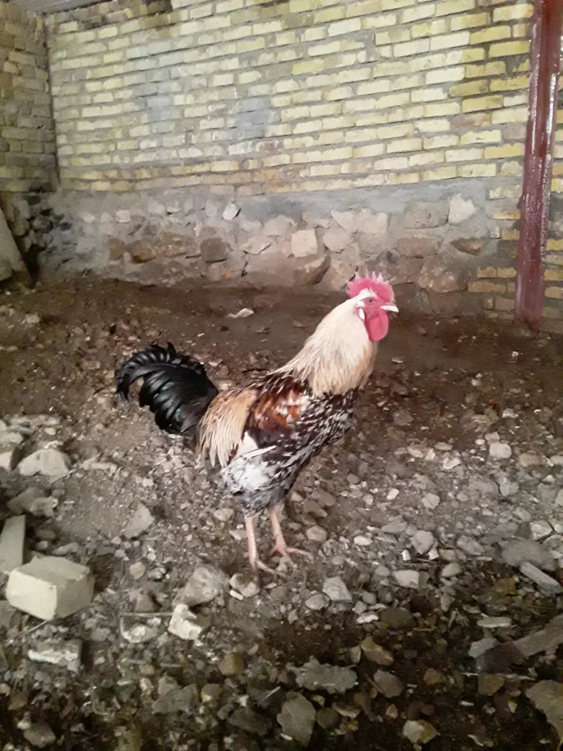 دو عدد خروس یکی لاری یکیش هم رسمی|پرنده|آوج, |دیوار