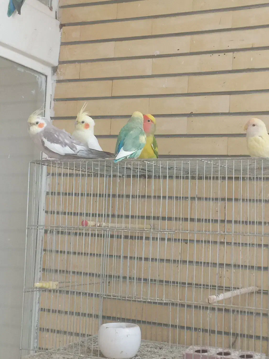 پرنده|پرنده|فلاورجان, |دیوار