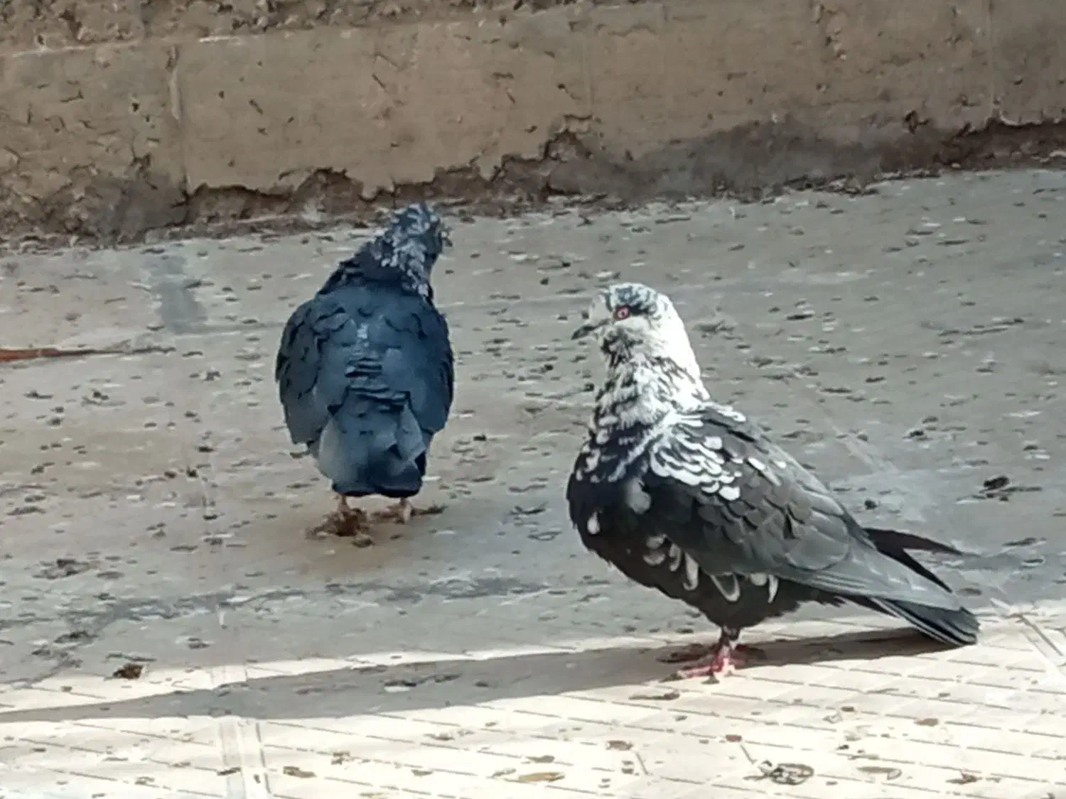 نر و ماده گرگی|پرنده|خمینی‌شهر, |دیوار