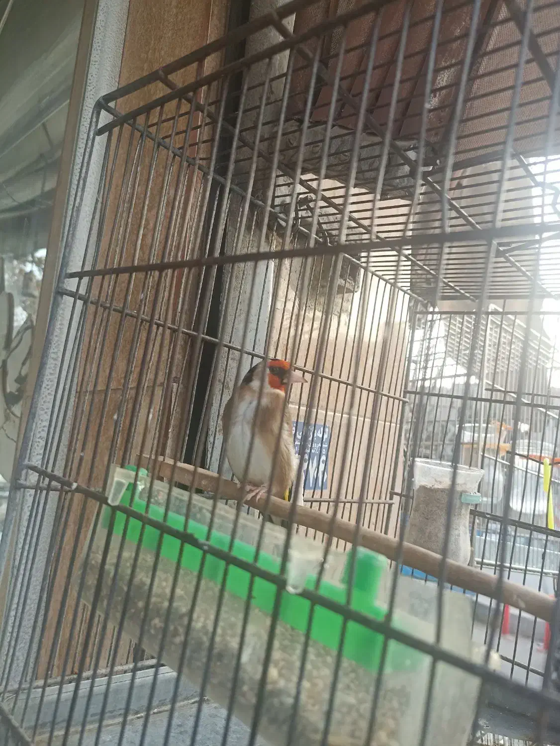 پرنده سهره|پرنده|تهران, خاک سفید|دیوار