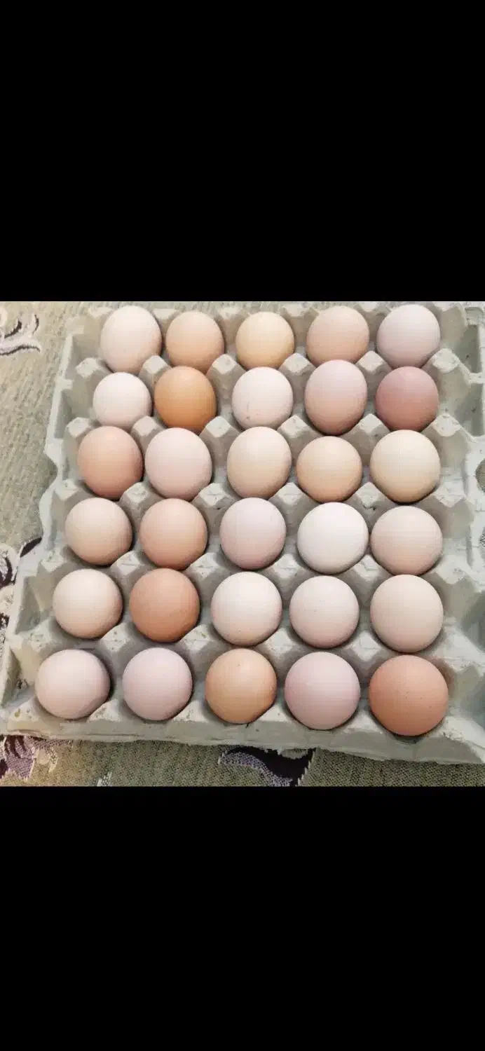تخم مرغ محلی تازه|خوردنی و آشامیدنی|ارومیه, |دیوار