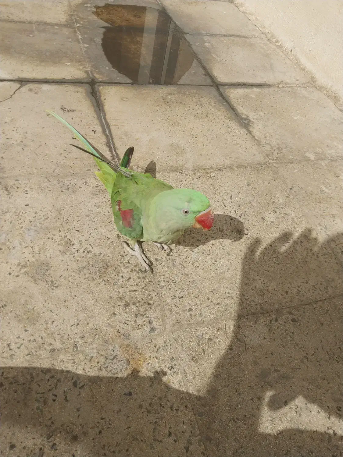 شاه طوطی|پرنده|نسیمشهر, |دیوار