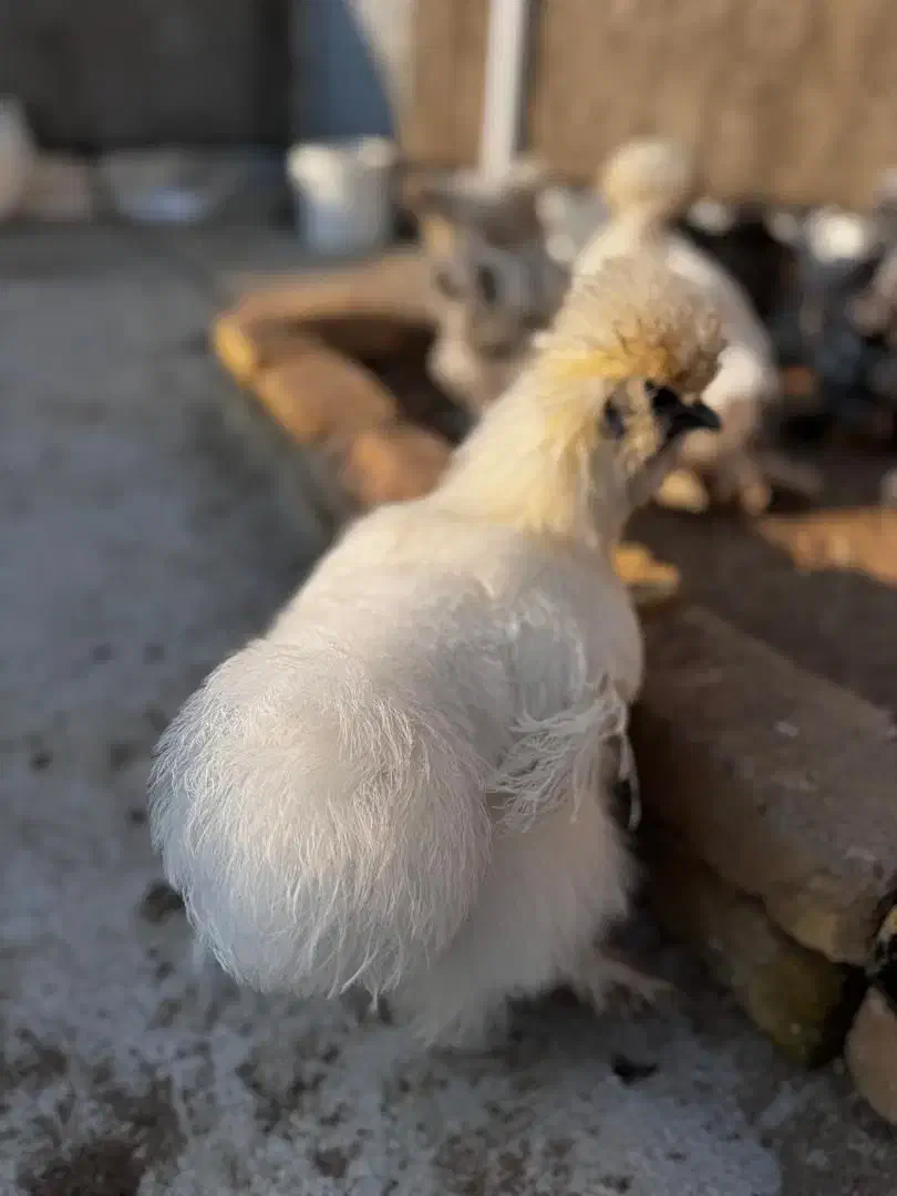 مرغ ابریشمی اوپال اصل|حیوانات مزرعه|تهران, بازار|دیوار