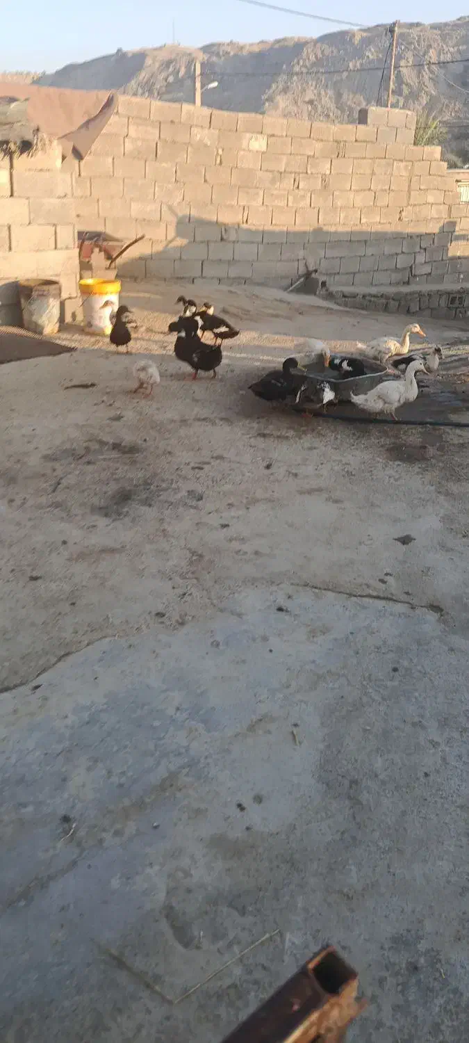 اوردک جفتی 600|حیوانات مزرعه|لنده, |دیوار