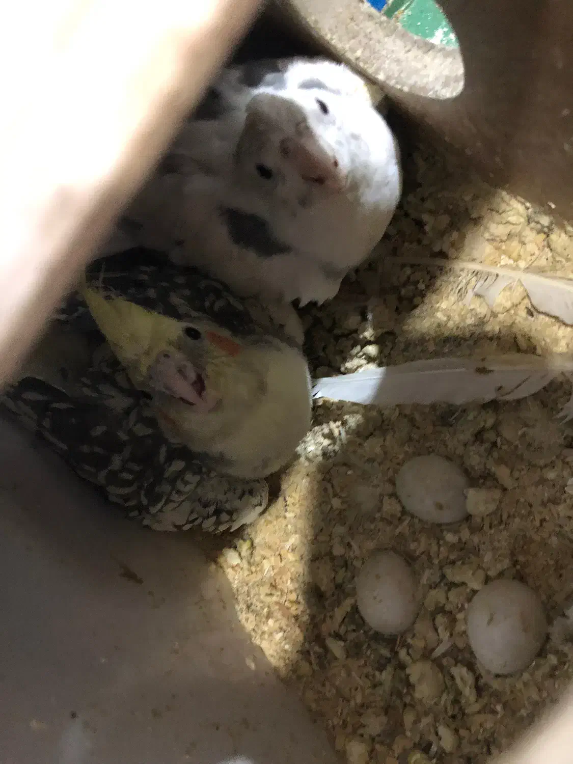 جفت عروس هلندی مولد رو تخم و جوجه آلبینو|پرنده|میاندوآب, |دیوار