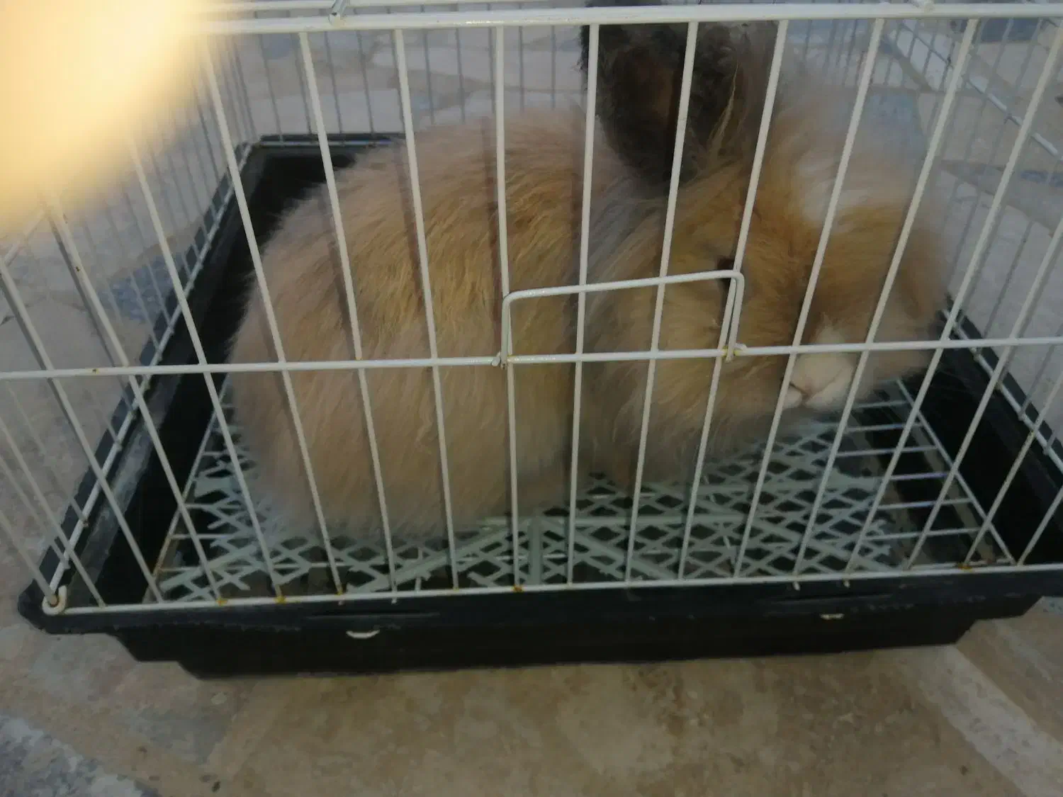 خرگوش لوپ ماده|موش و خرگوش|گلبهار, شهر جدید گلبهار|دیوار