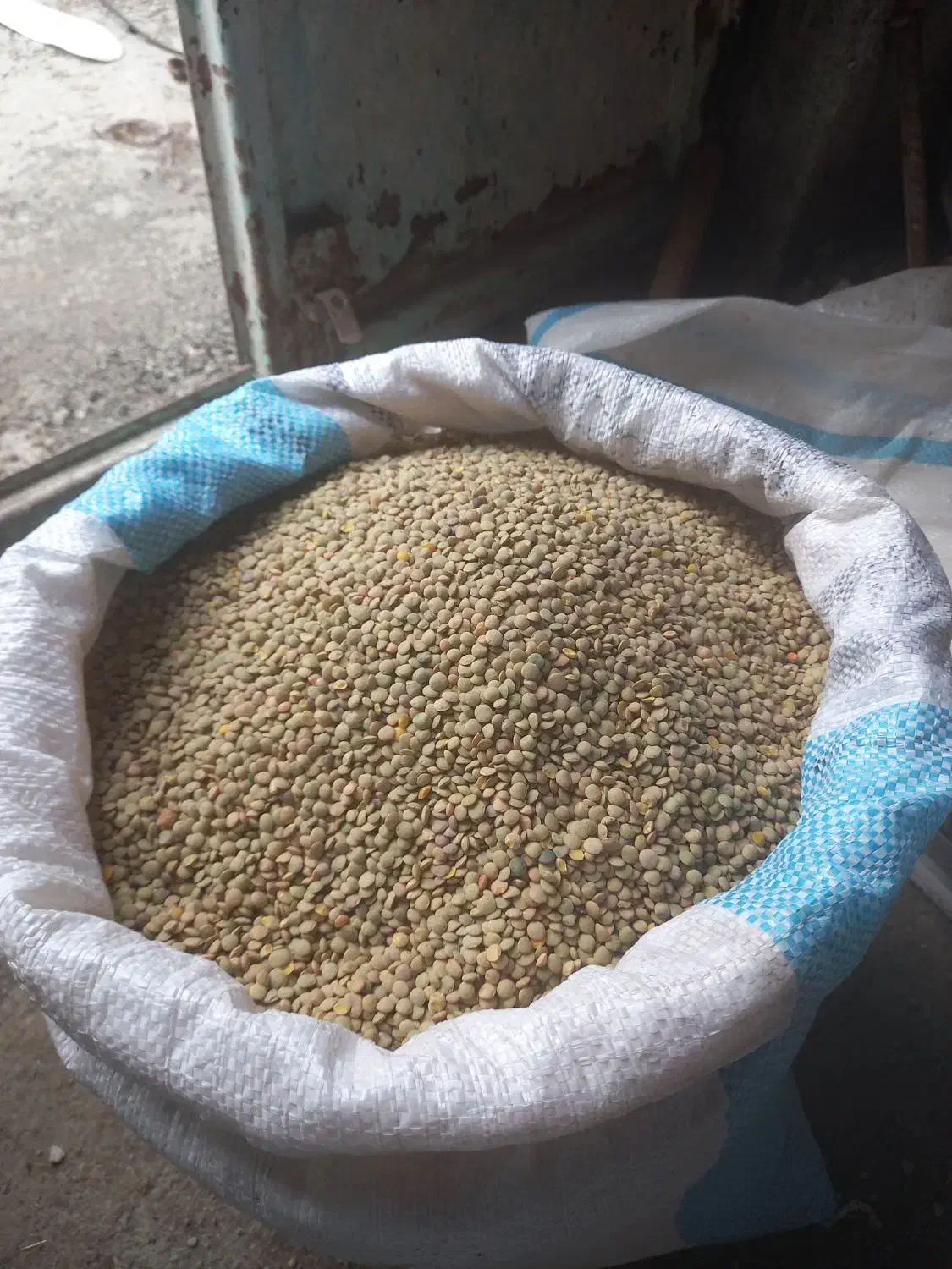 عدس|لوازم جانبی حیوانات|خلخال, |دیوار