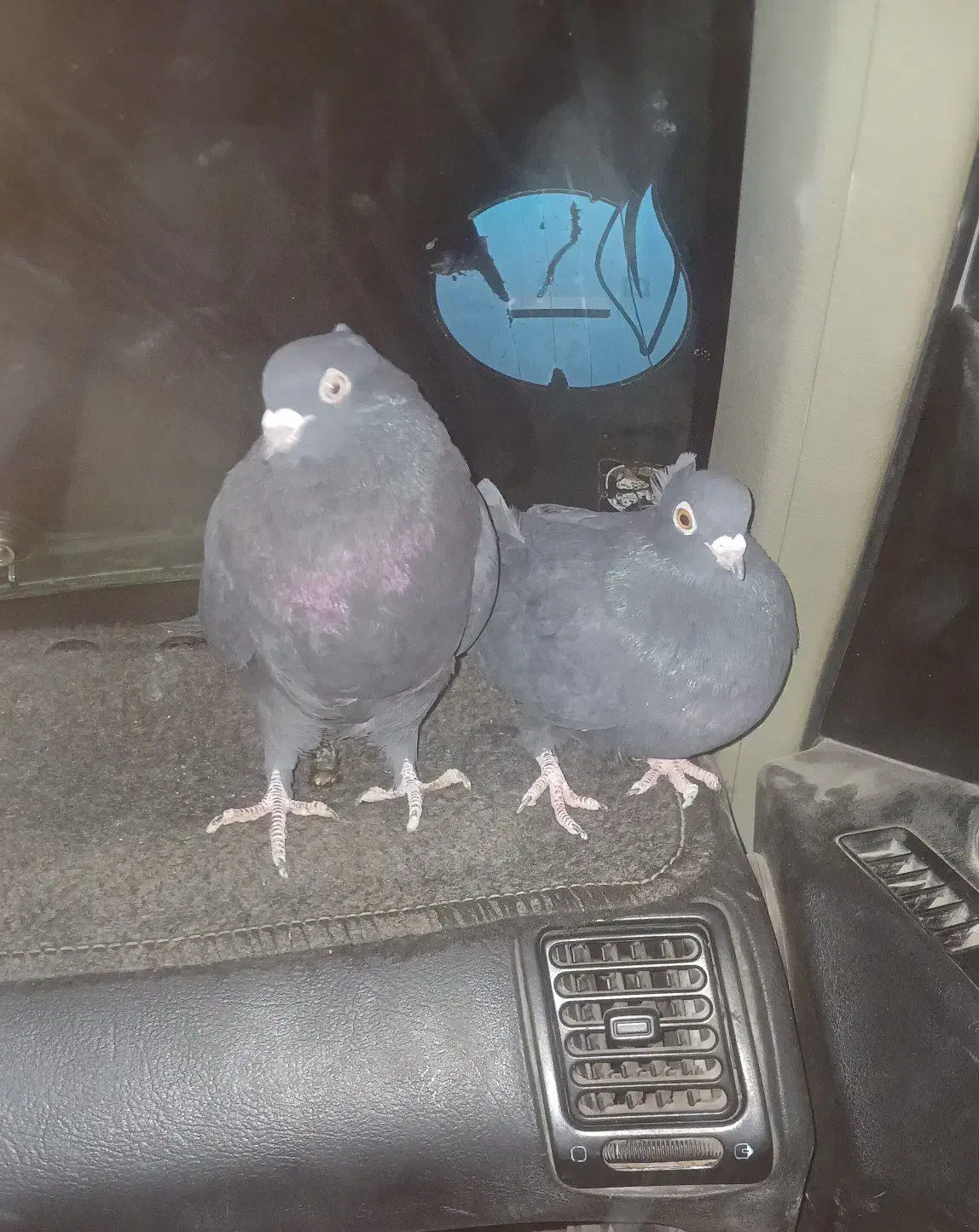 سوسک|پرنده|بافق, |دیوار