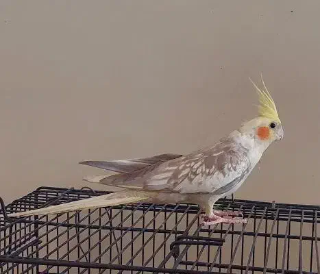 عروس هلندی نر مرواریدی یکساله آماده|پرنده|شاهینشهر, فیض|دیوار