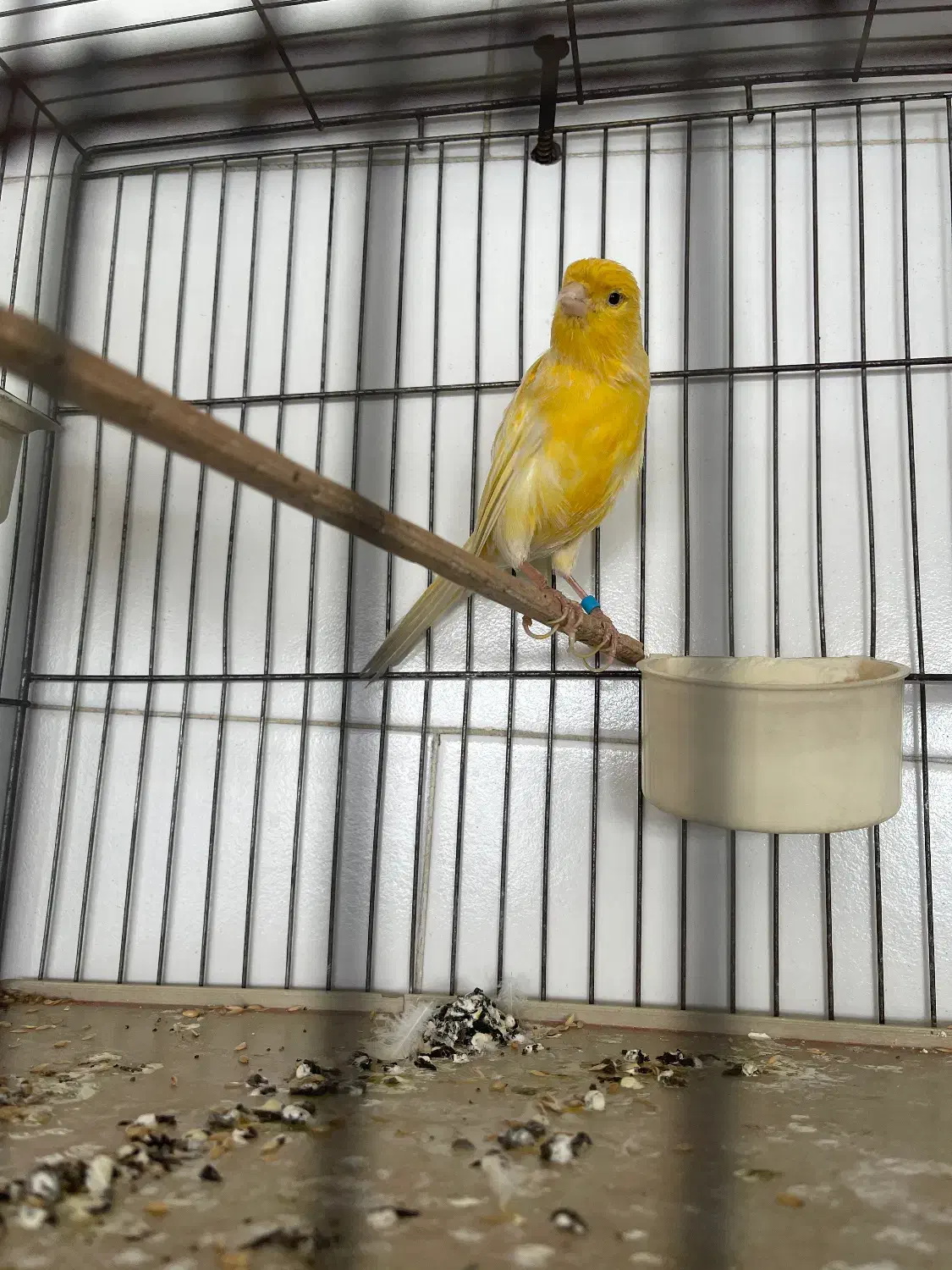 قناری نر مست مست بخون|پرنده|قزوین, |دیوار