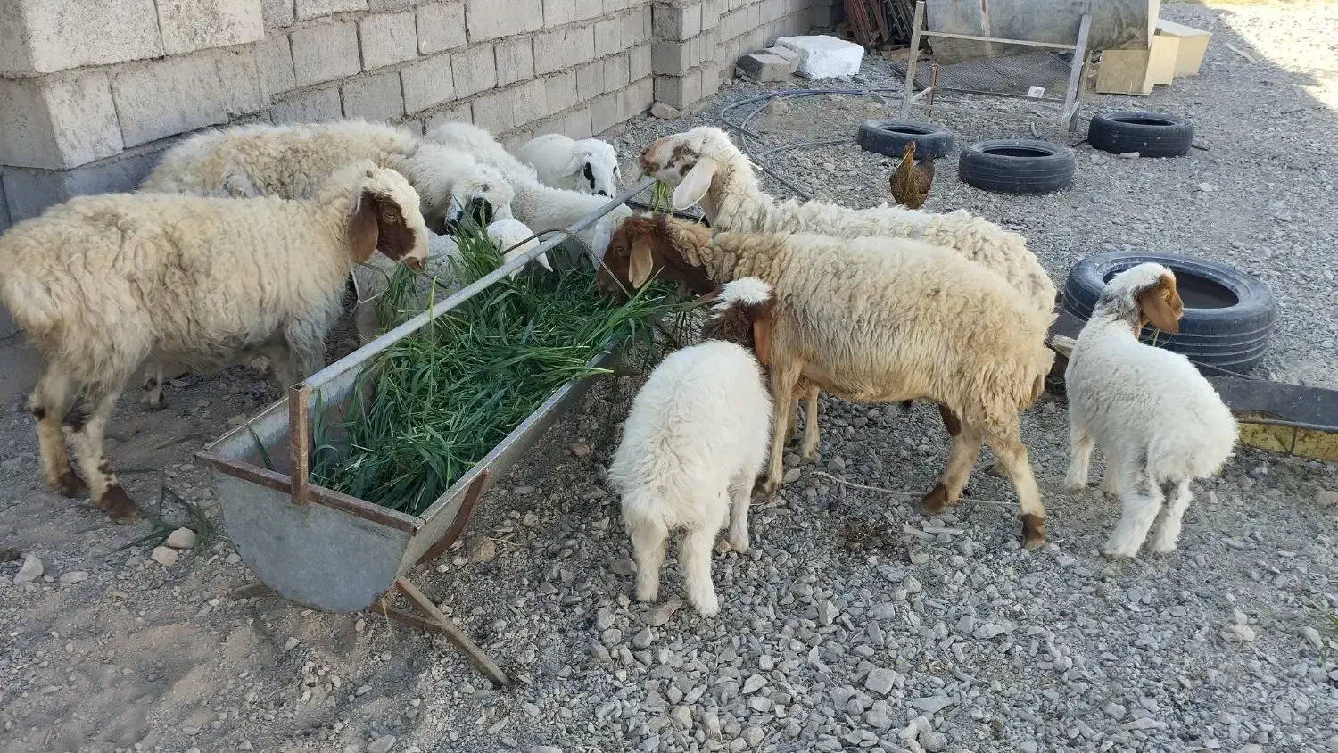 میش زاییده|حیوانات مزرعه|کاخک, |دیوار