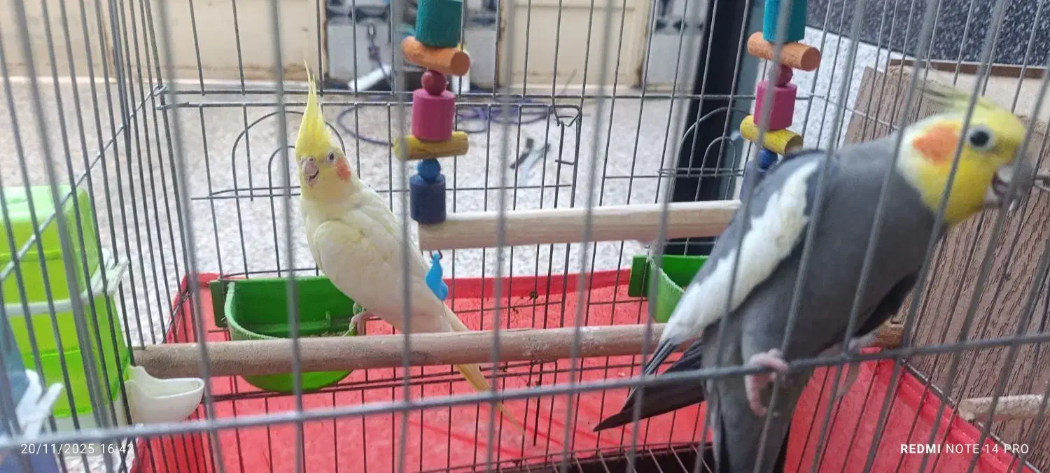 فروش جفت مولد عروس|پرنده|اندیمشک, |دیوار