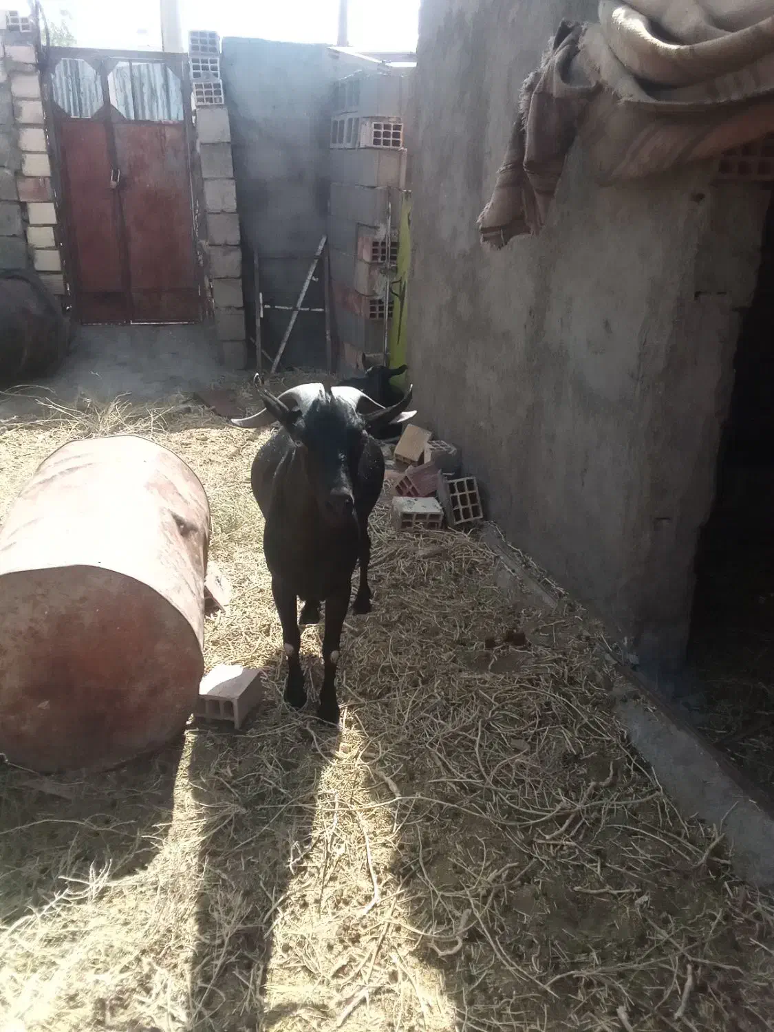 نربزمورسیا اصل|حیوانات مزرعه|زهان, |دیوار