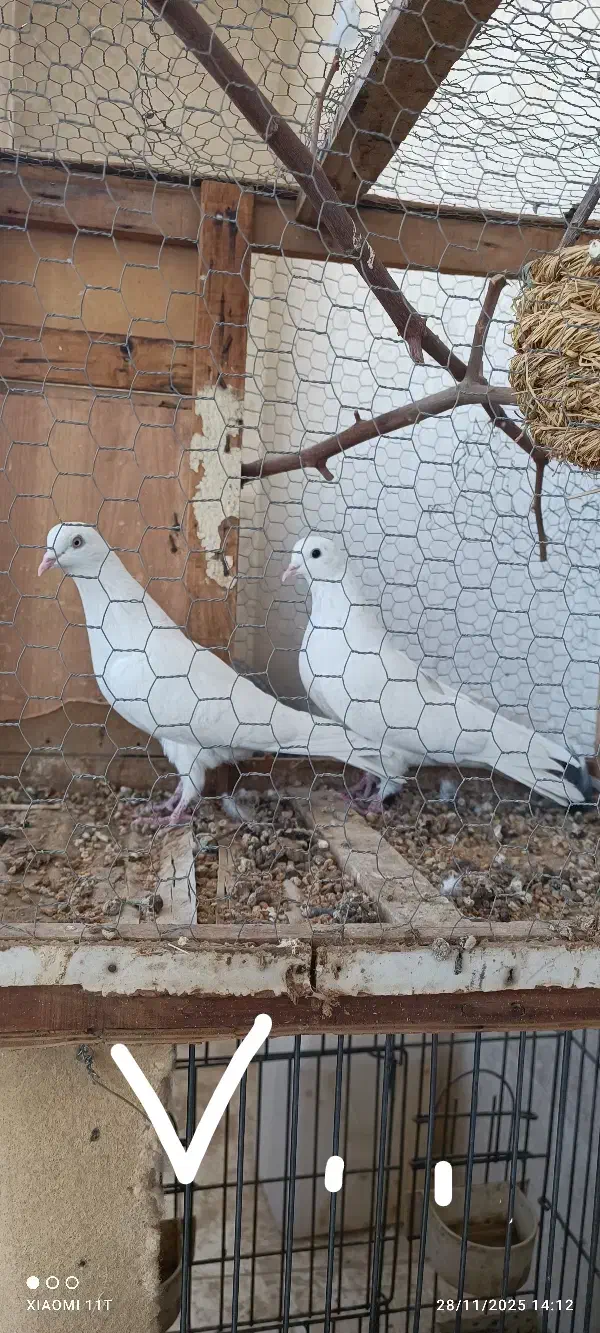 کبوتر عتیقه|پرنده|ایرانشهر, |دیوار