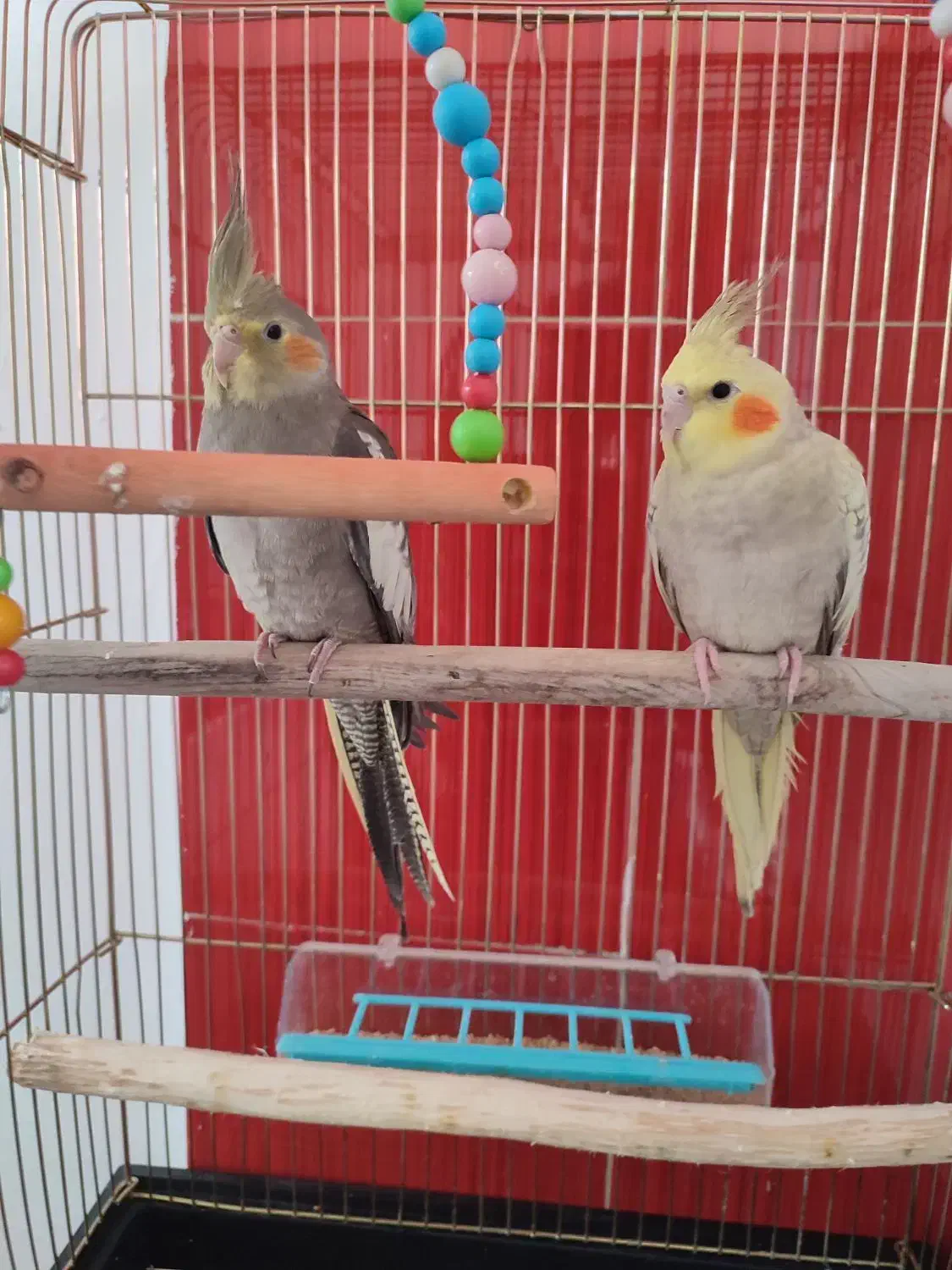 عروس هلندی دست اموز|پرنده|نقده, |دیوار