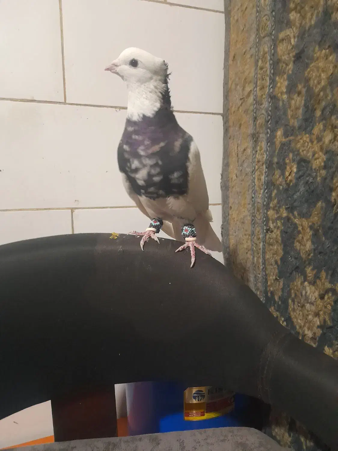 طوق سرور نر مس .|پرنده|شیراز, شهرک مهدی‌آباد|دیوار