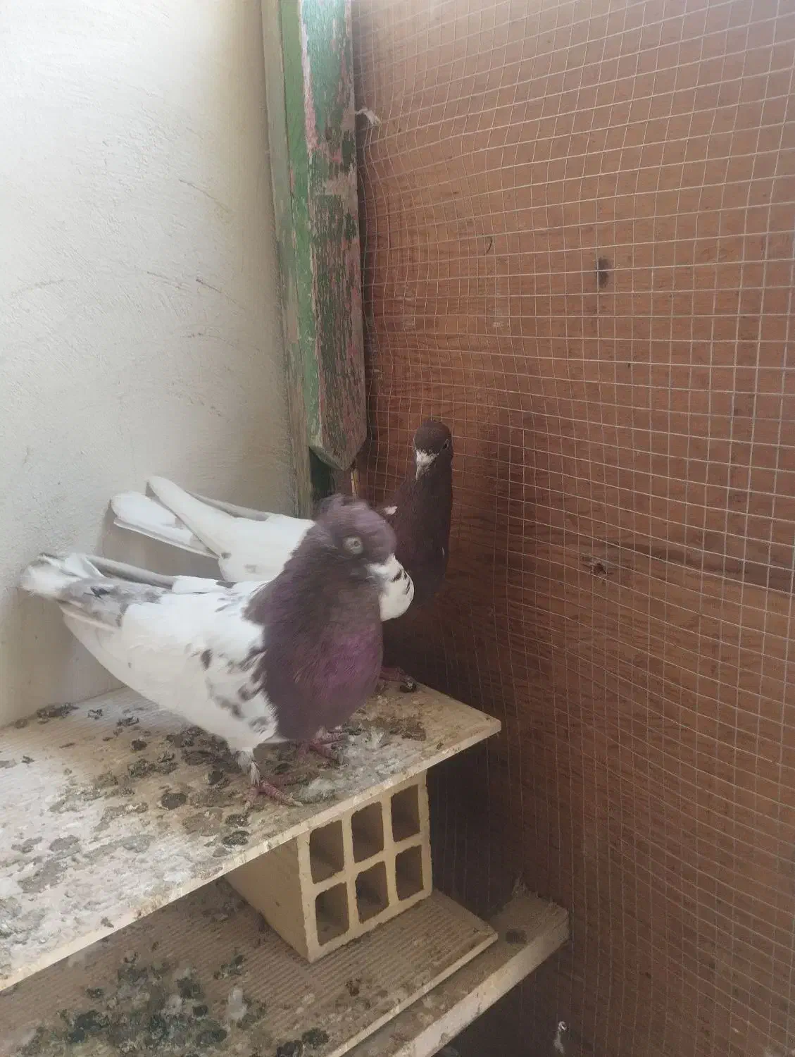 جفت کفتر کله سرخ|پرنده|کنارک, |دیوار