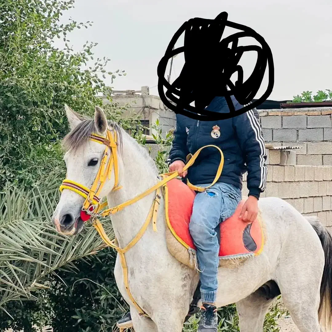 اسب|اسب و تجهیزات اسبسواری|شوش, |دیوار