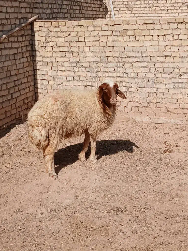 گوسفند بره میش|حیوانات مزرعه|اهواز, گلدشت|دیوار