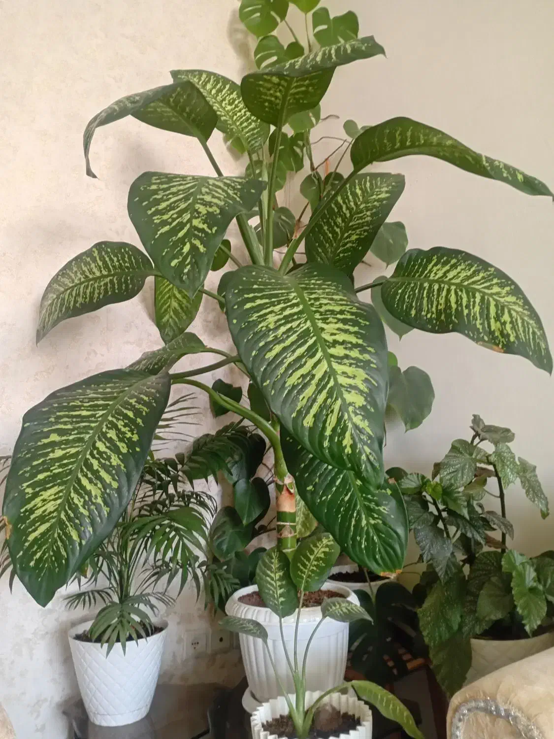 گل وگیاه|گل و گیاه طبیعی|هشتگرد, فاز ۳ مهستان|دیوار