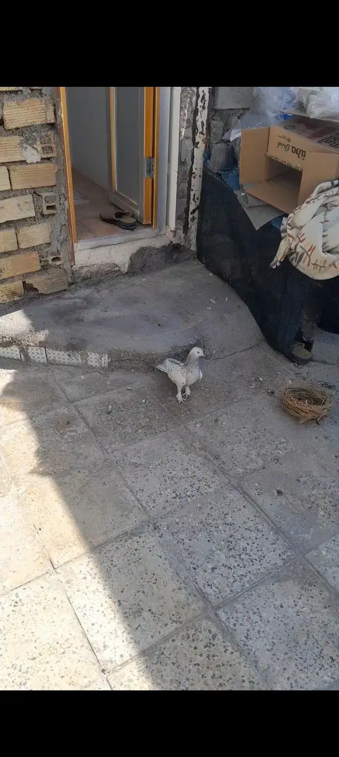 کبوتر گوم شده  جایزه داره|حیوانات|دوگنبدان, |دیوار